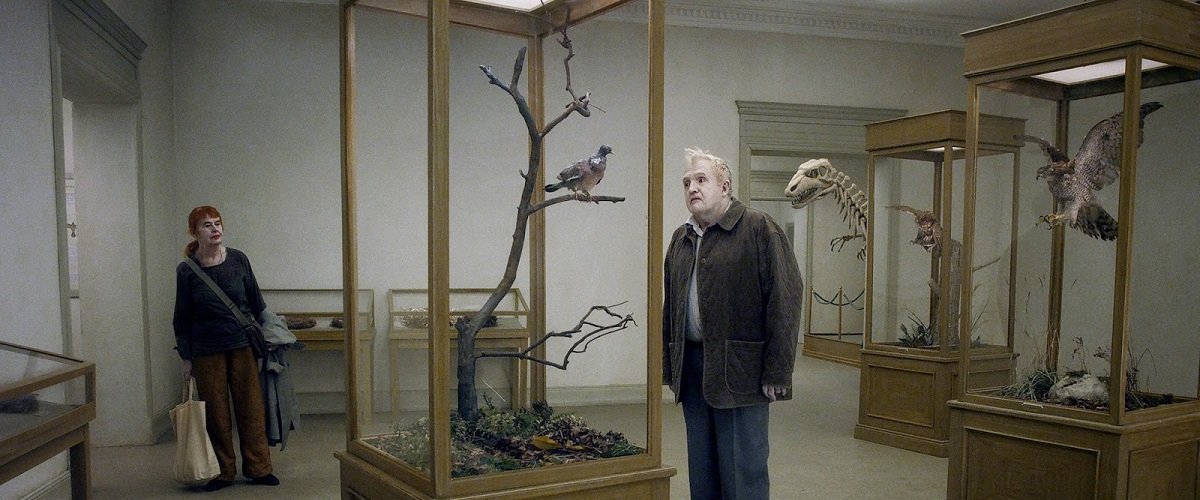 Pigeon