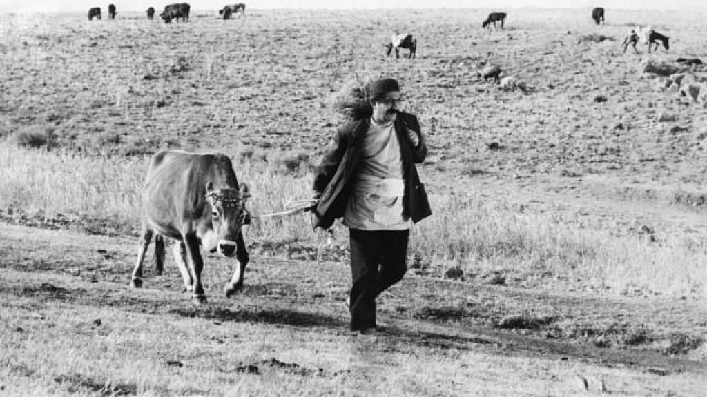 The Cow 1