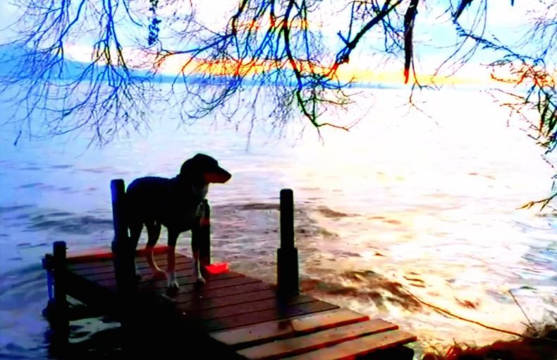 Unconventional Dog Movies