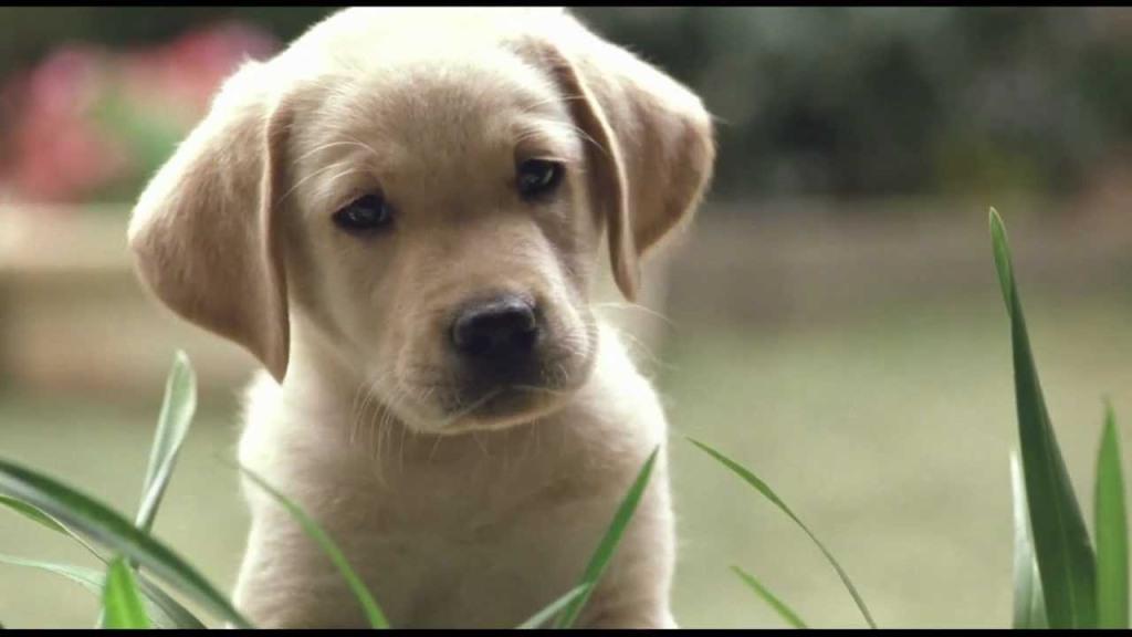 Unconventional Dog Movies