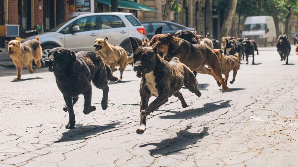 Unconventional Dog Movies