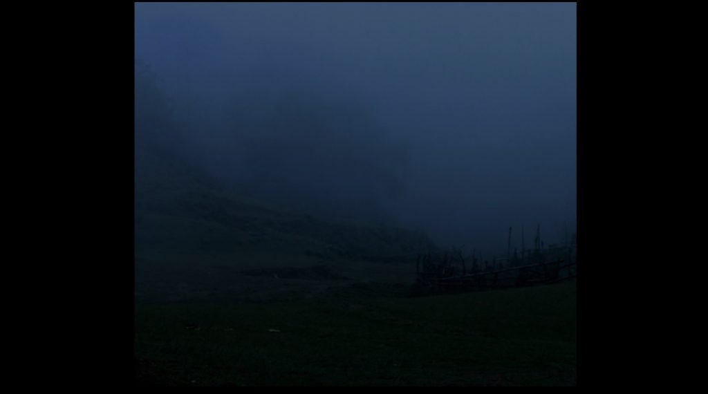Bare Trees in the Mist