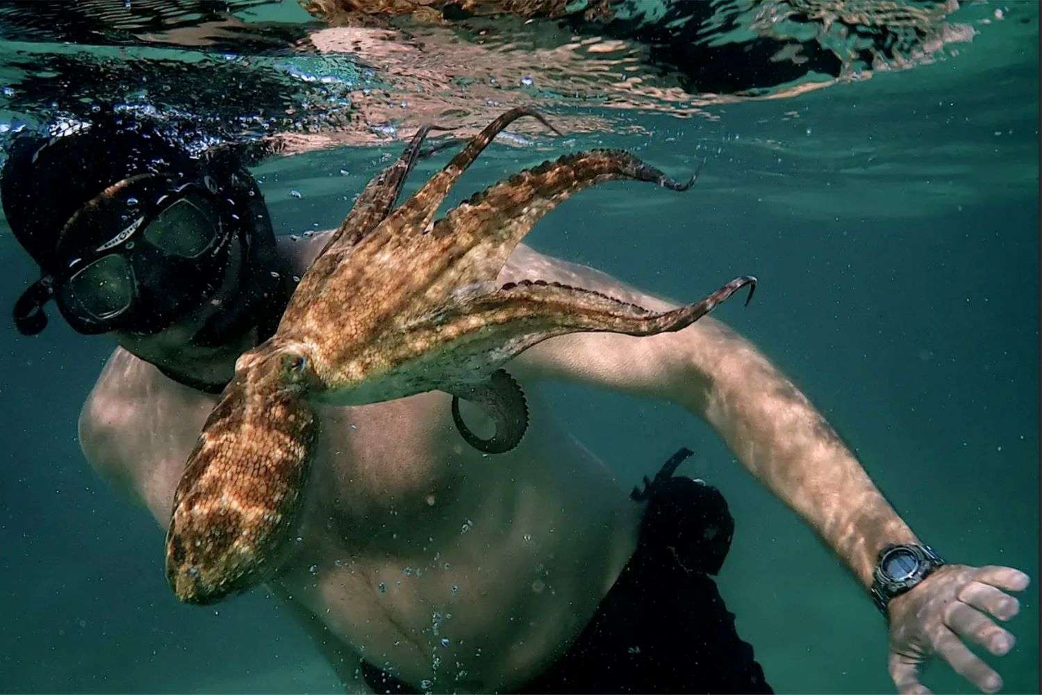 Netflix Educational Movies - My Octopus Teacher