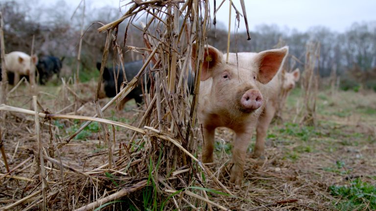 Meat me Halfway [2021] Review – An insightful documentary about reducetarian habit of food consumption