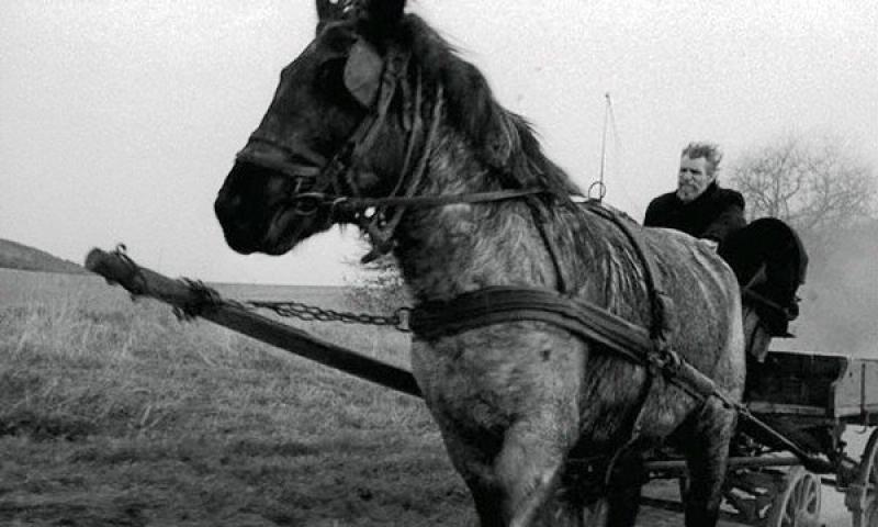 The Turin Horse 2011