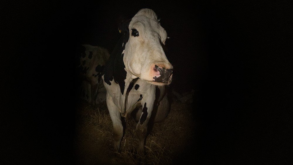 Cow (2022) MUBI - 1