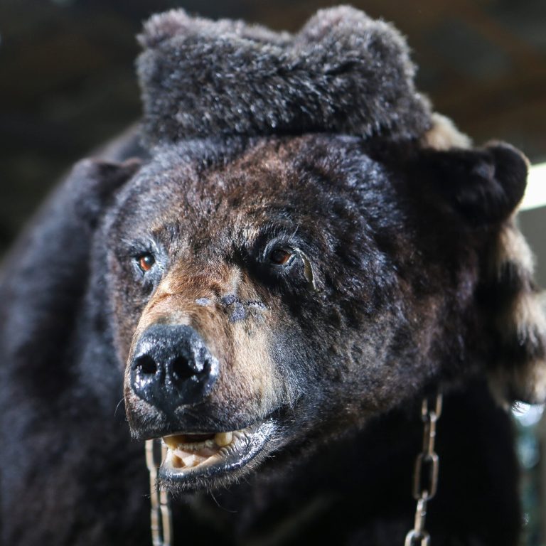 Cocaine Bear (2023) Movie Ending, Explained – What Becomes Of The Cocaine Addict Bear?