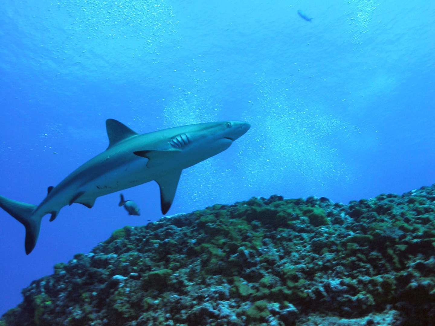 Sharks 3D
