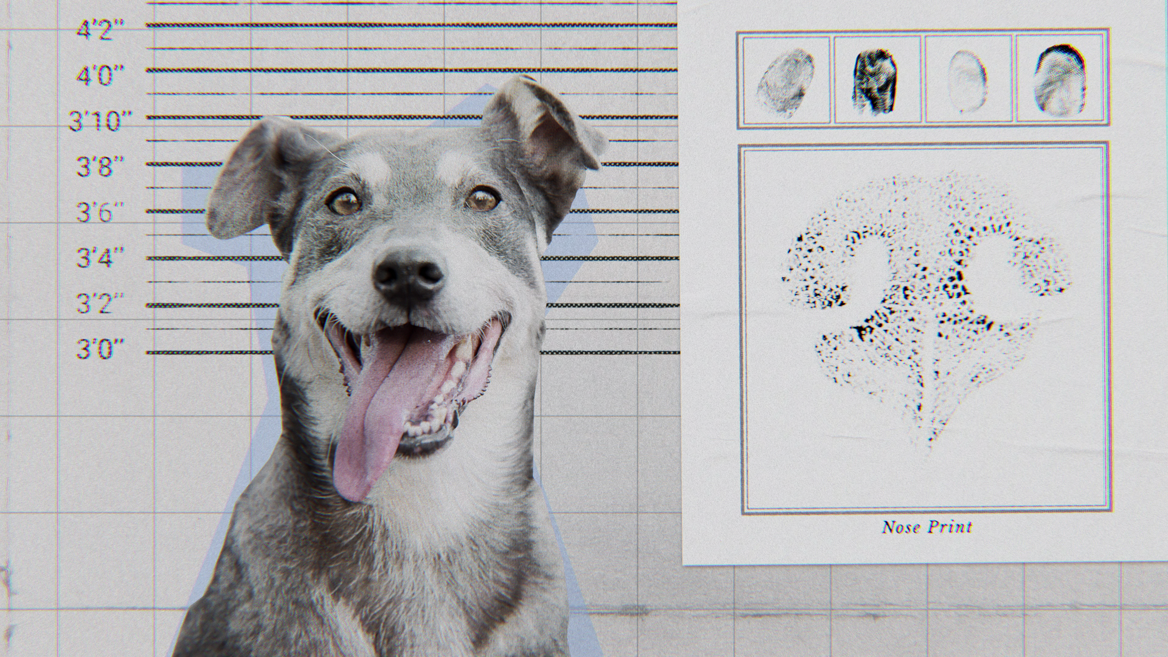 Inside the Mind of a Dog (2024) Documentary Review
