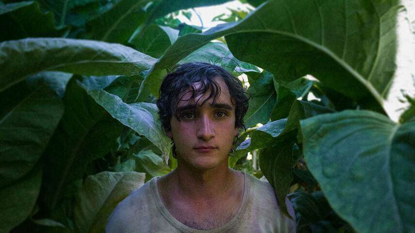 Happy as Lazzaro 7 Movies on MUBI that radiate the Green Flag Energy