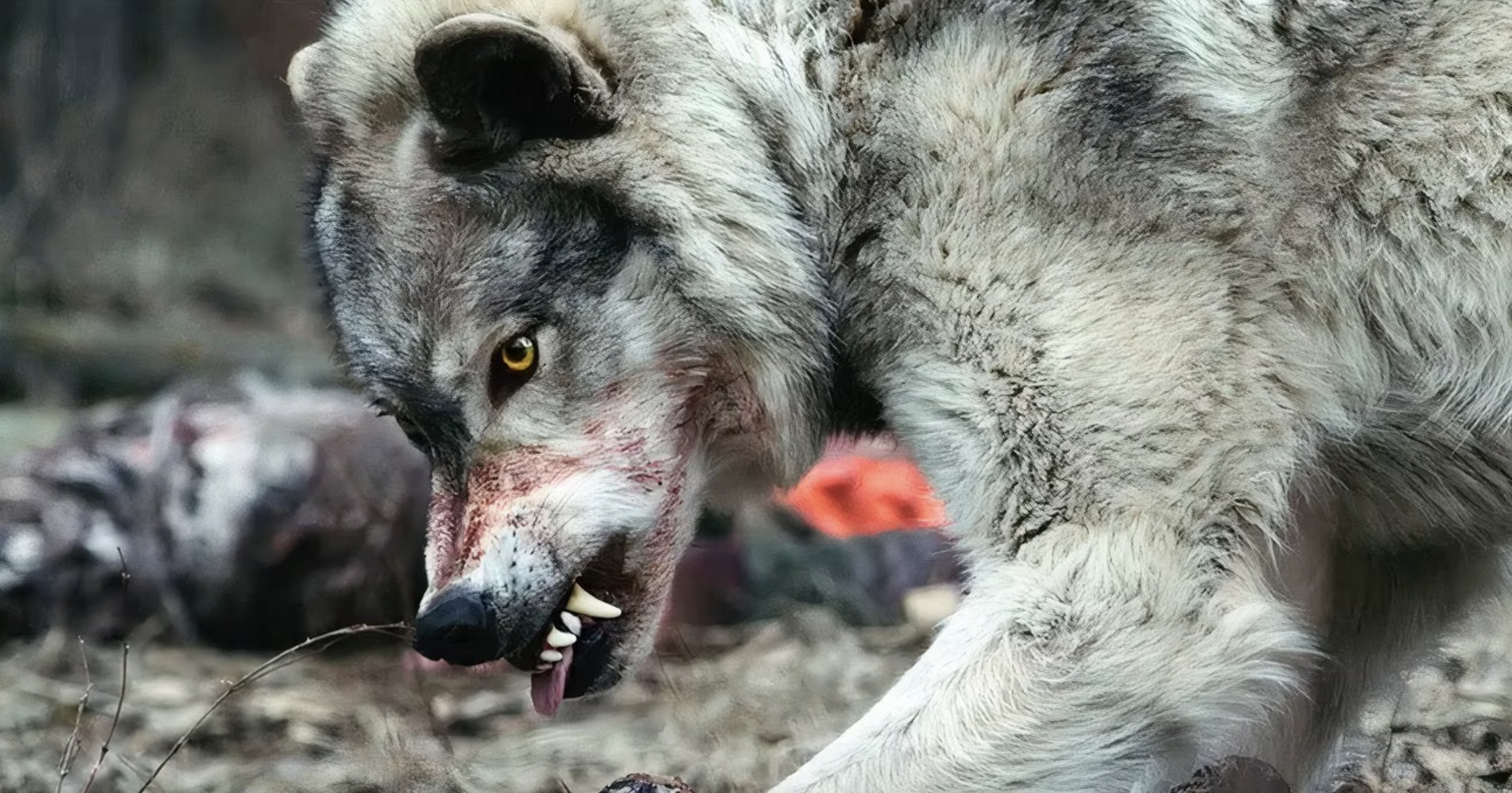 Out Come the Wolves