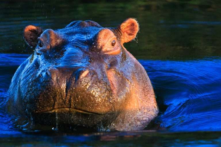 Escape From Extinction Rewilding (2024) Documentary Review: Another doc that feels like a promotional pitch rather than a wake-up call