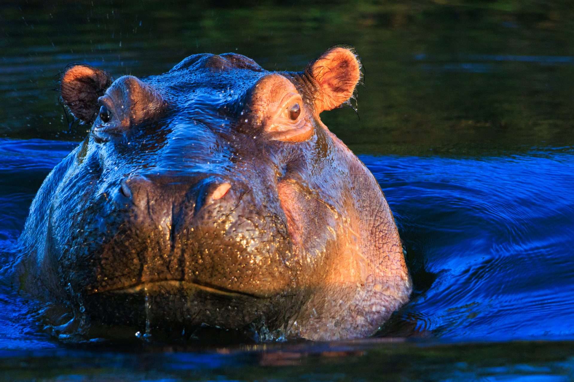 Escape from Extinction Rewilding