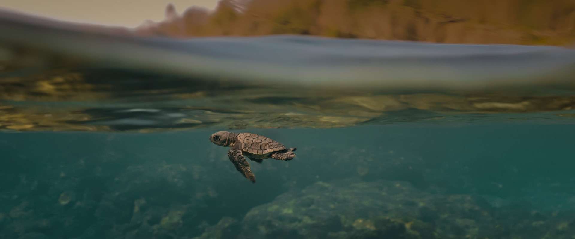 Turtle Walker