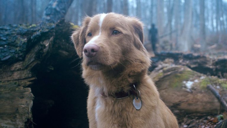 Best Dog Performances in Cinema: 13 Canine Stars Who Stole the Show