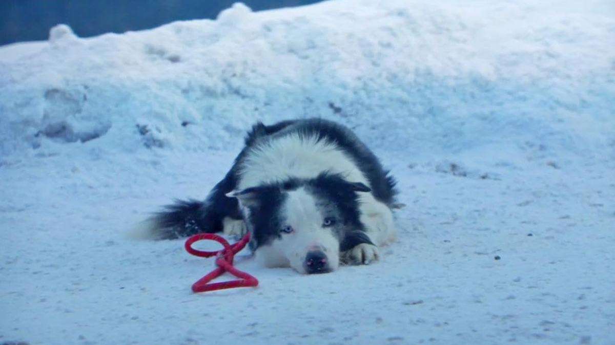 Snoop in Anatomy of a Fall (2023)