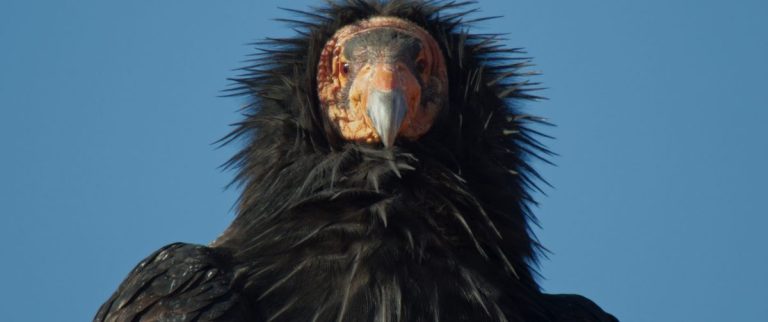 The American Southwest (2025) Documentary Review: Visually dazzling nature doc makes a case for preserving the Colorado River 